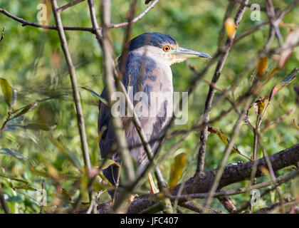 Juvenile Great Blue Heron thront in einem Baum Stockfoto