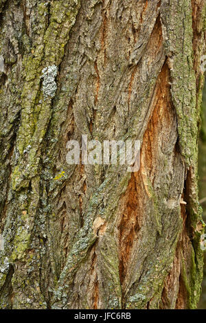 Rinde, Baumrinde, Robinie, Locust Tree, Stockfoto