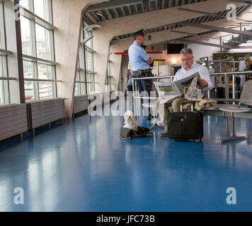 Kleiner Hund fliegen vom Flughafen Tegel - Berlin Stockfoto