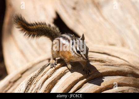 Chipmunk Stockfoto