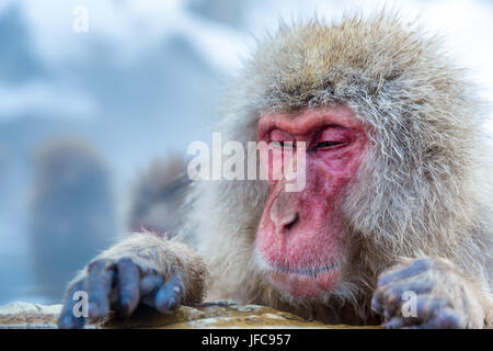Snow Monkey Makaken Onsen Stockfoto