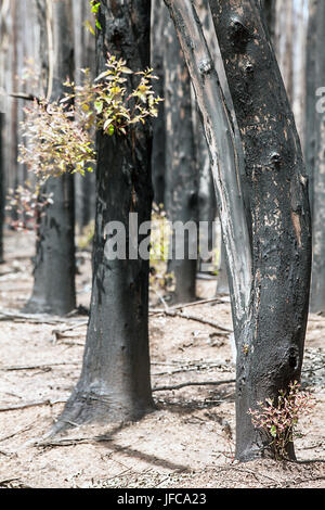 Nach einem Waldbrand in Südafrika Stockfoto