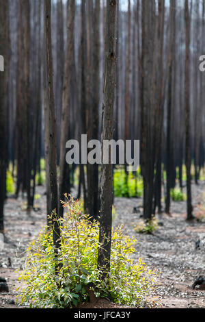 Nach einem Waldbrand in Südafrika Stockfoto