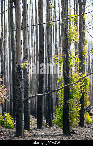 Nach einem Waldbrand in Südafrika Stockfoto