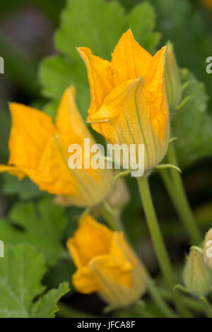 Homegrown Zucchini-Blüten blühen an einer Pflanze in einem Container. Stockfoto