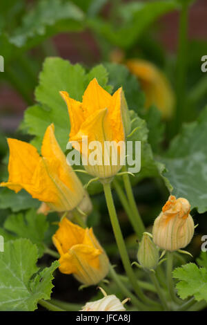 Homegrown Zucchini-Blüten blühen an einer Pflanze in einem Container. Stockfoto