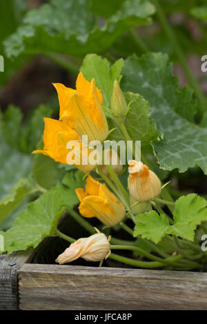 Homegrown Zucchini-Blüten blühen an einer Pflanze in einem Container. Stockfoto