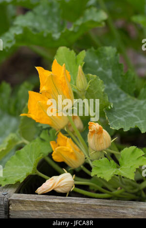 Homegrown Zucchini-Blüten blühen an einer Pflanze in einem Container. Stockfoto