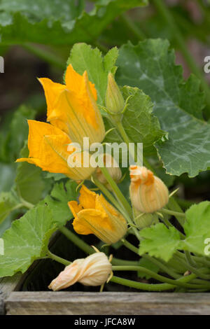 Homegrown Zucchini-Blüten blühen an einer Pflanze in einem Container. Stockfoto