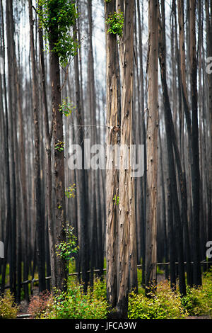 Nach einem Waldbrand in Südafrika Stockfoto