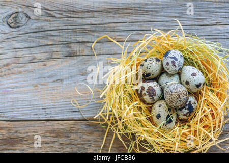 Bunter Wachtel Eier im Nest. Stockfoto