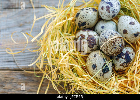 Motley Wachtel Eier in das Nest. Stockfoto