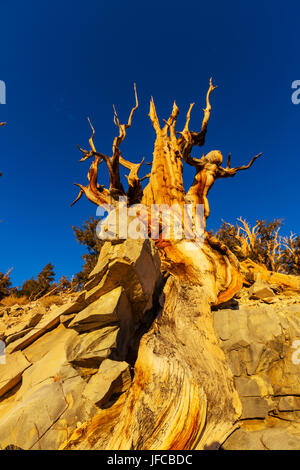 Alter Baum Stockfoto