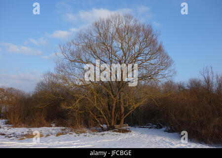 Salix alba, Silber Willow Stockfoto