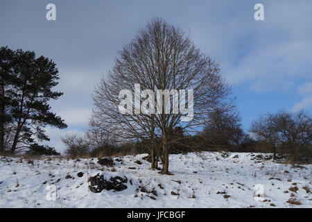 Tilia cordata, Kleine-leaved Lime Stockfoto