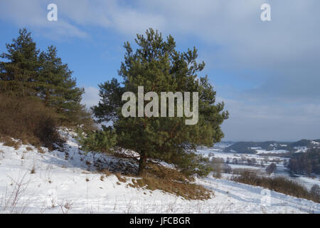 Pinus Sylvestris, Kiefer Stockfoto