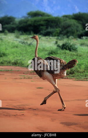 Strauß in Tsavo East Nationalpark, Kenia Stockfoto