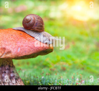 Schnecke auf Pilz Stockfoto