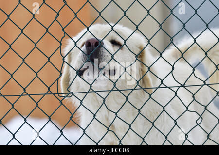 Vieh guardian Hund Stockfoto
