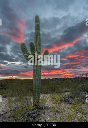 Sonnenuntergang im Saguaro National Park Tucson Stockfoto