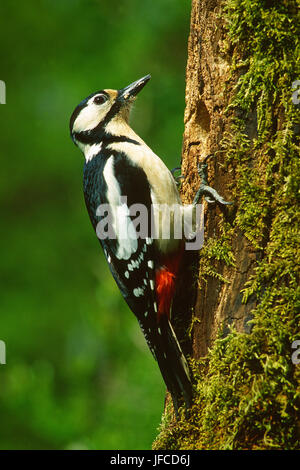 Große Schwarzspecht, Buntspecht; Stockfoto