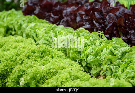 Verschiedenen Kopfsalat Pflanzen wachsen in Zeilen in einem Feld. Stockfoto