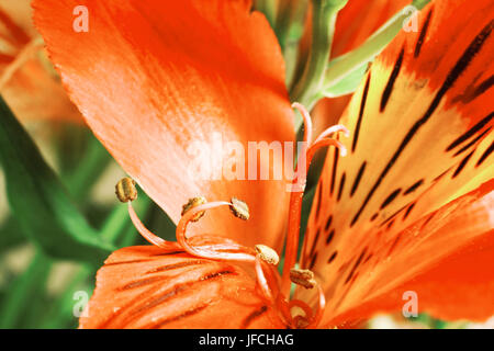 Alstroemeria Stockfoto