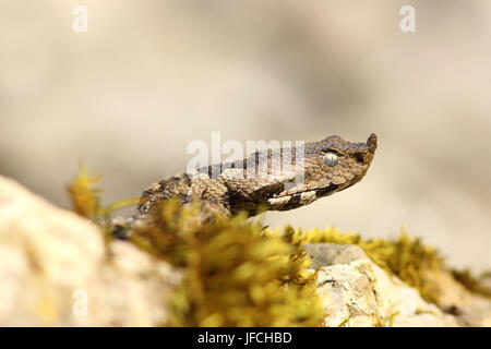 Nase Hornotter Nahaufnahme des Kopfes (Vipera Ammodytes, die gefährlichste weit verbreitete europäische Schlange) Stockfoto
