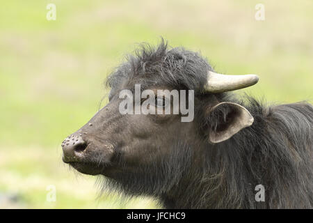 Porträt von juvenile inländischen schwarze Bufffalo mit Nase voll von fliegen (Bubalus beispielsweise) Stockfoto