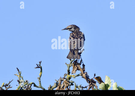 Juvenile Common starling Stockfoto