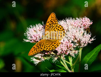 Schmetterling, Silber - gewaschen fritillary, Stockfoto