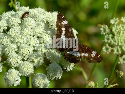 Schmetterling, weiß Admiral, Stockfoto