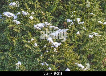 Hintergrund der Zweige eines Nadelholz Baum mit Schnee. Grüner Zweig, Fichte oder kiefer holz Tapete mit viel Liebe zum Detail. Perfekte Kulisse für die Natur. Stockfoto
