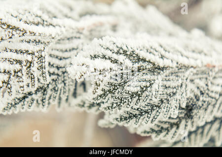 Filiale thuja Cypress Baum im Schnee Stockfoto