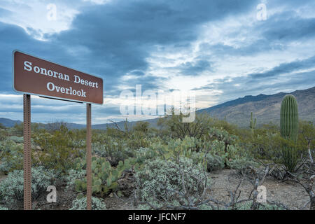 Dämmerung in Saguaro National Park Tucson Stockfoto