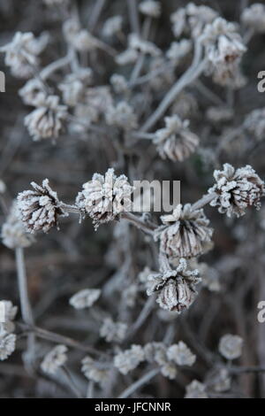 Blumen Pflanzen bedeckt in Frost, Stockfoto