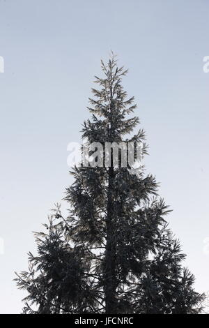 Ein Grand immer grünen Tanne, groß, stehend auf einem kalten und harten Winter Tag. Die Tanne ist die häufigste Baum als Weihnachtsbaum verwendet. Stockfoto