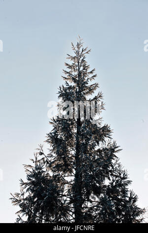 Ein Grand immer grünen Tanne, groß, stehend auf einem kalten und harten Winter Tag. Die Tanne ist die häufigste Baum als Weihnachtsbaum verwendet. Stockfoto