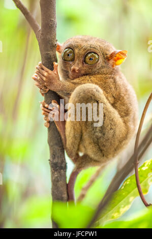 Tarsier Äffchen in natürlicher Umgebung Stockfoto