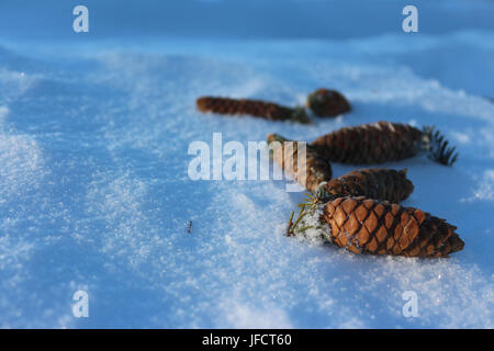 Tannenzapfen liegen auf Schnee Stockfoto