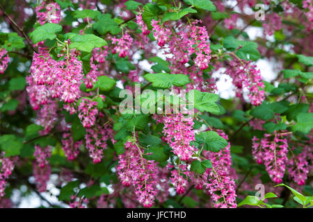 Die Frühlingsblumen von einem Ribes Sanguineum 'Pulborough Scarlet'-Sorte in einem englischen Garten. Stockfoto