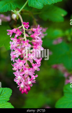 Die Frühlingsblumen von einem Ribes Sanguineum 'Pulborough Scarlet'-Sorte in einem englischen Garten. Stockfoto