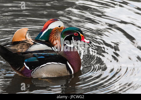 Mandarin-Enten auf dem Teich Stockfoto