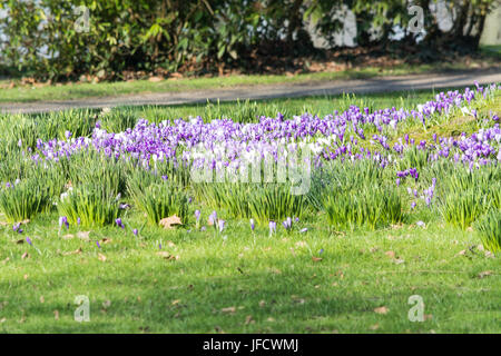 Lila Krokusse im Frühling Stockfoto