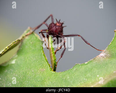 Rote Ameisen schneiden ein Blatt (Makro) Stockfoto