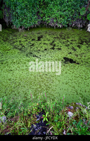 Wasser-Garten in der Nähe von Torre di San Niccolò, Florenz, Italien Stockfoto