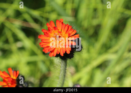 Leuchtend Orange Habichtskraut Einzelblüten, Gruppe Aurantiaca, auch genannt Fuchs und Cubs Wildblumen oder Devil's Paintbrush Blumen, blühen im Sommer Stockfoto