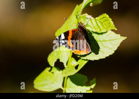 Monarch-Schmetterling auf Blatt sitzen Stockfoto