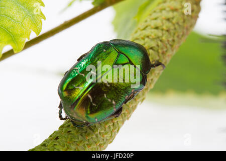 Rose Chafer kriecht auf einem Ast Stockfoto