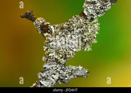 Flechten; Hypogymnia physodes; Stockfoto